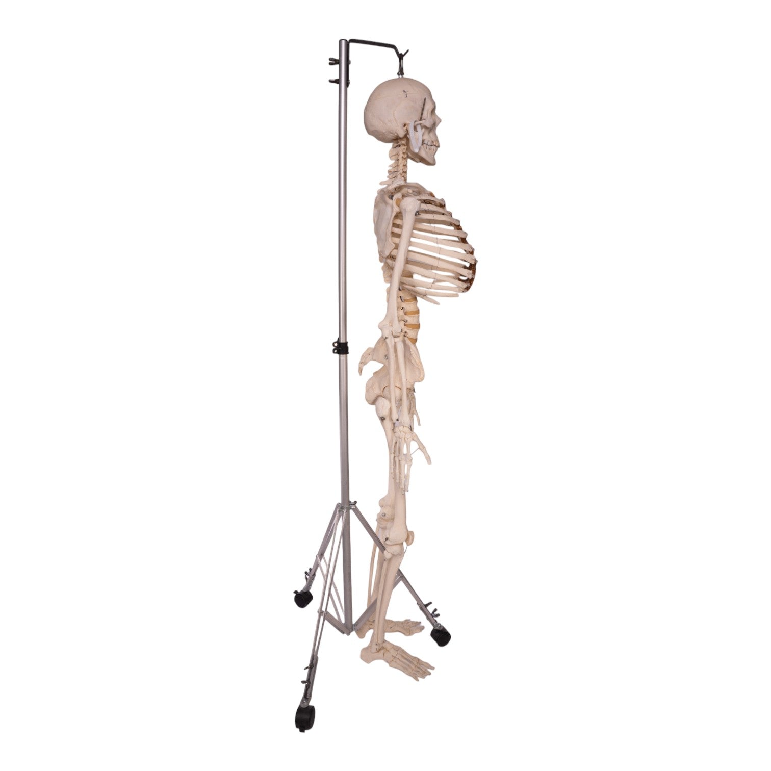 Articulated Real Human Skeleton Model - Perfect for Medical Education, Anatomy Study & Halloween Decor