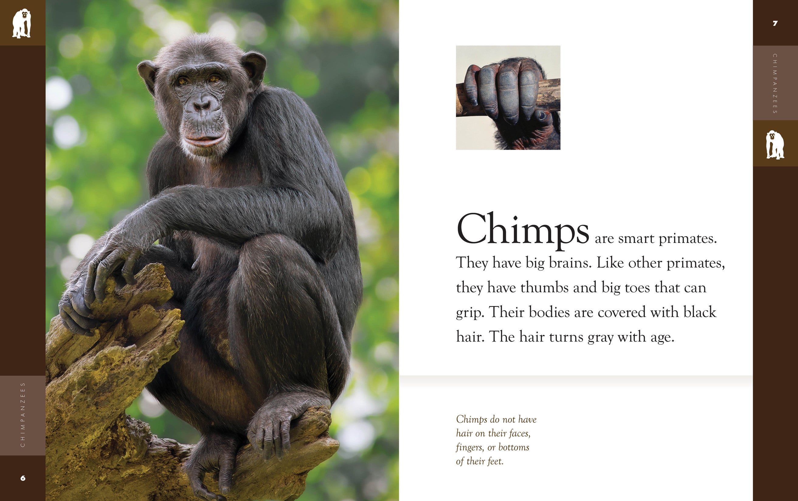 Chimpanzees Book - 9781640265098 | Wildlife & Nature Guide for Animal Lovers, Students & Researchers