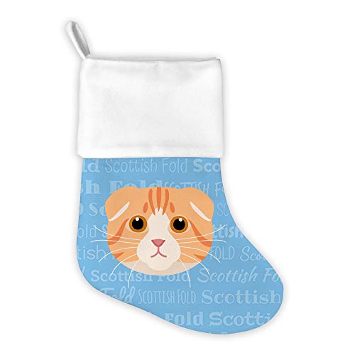 Scottish Fold