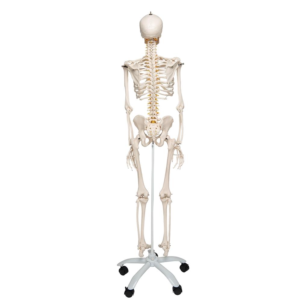 Fred Flexible Skeleton Model with Pelvic Stand - Anatomical Science Display for Medical Education, Halloween Decor & Office Decoration