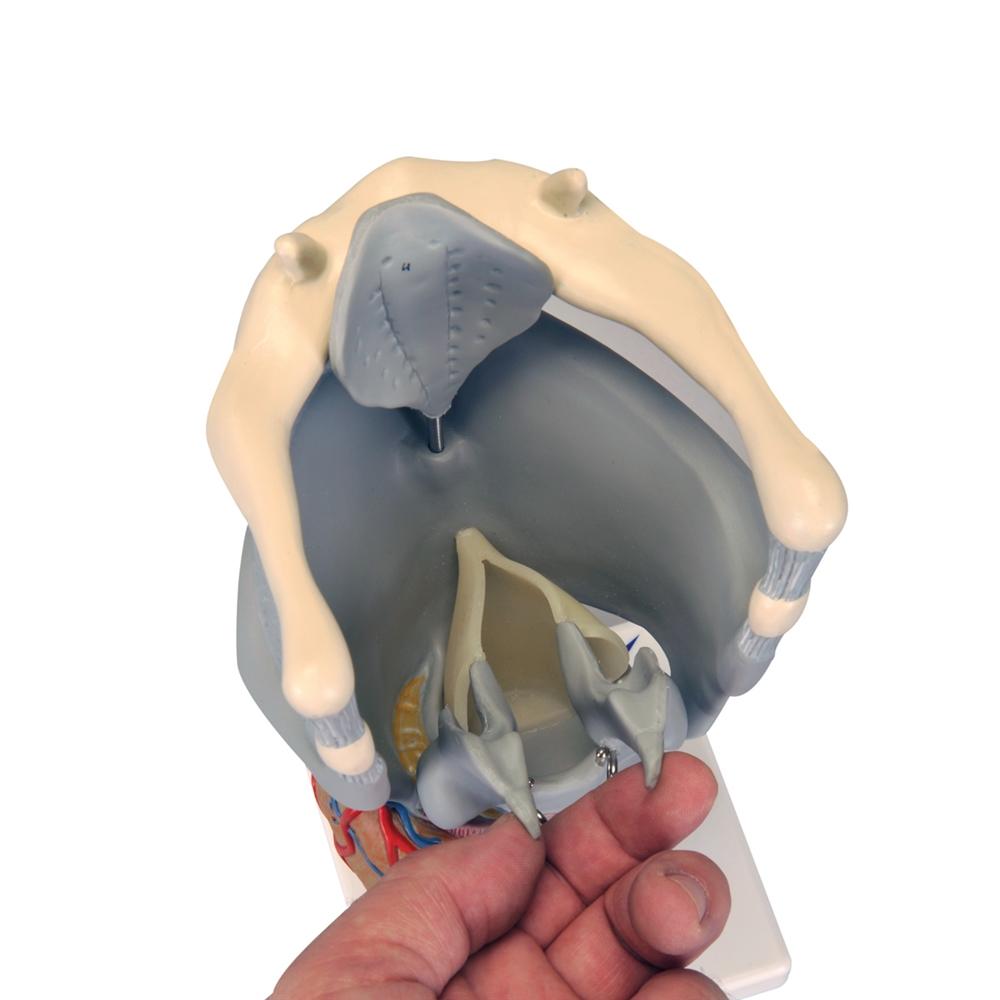 Premium 2.5X Enlarged Larynx Anatomy Model - Detailed Functional Human Throat Structure for Medical Students, Doctors & Speech Therapists - Perfect for Classroom Demonstrations & Clinical Training