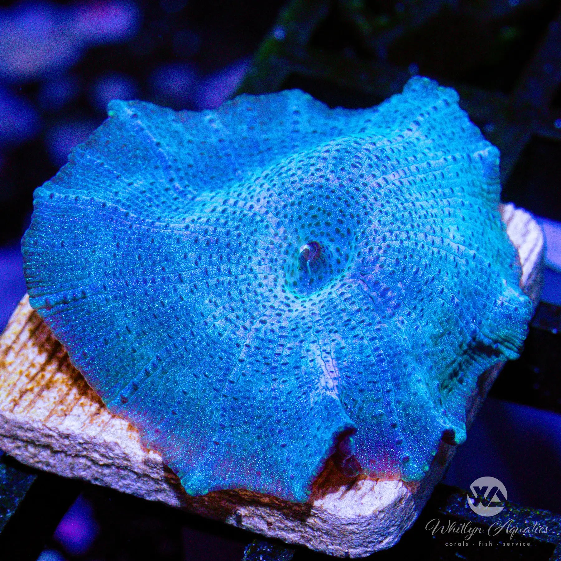 D31 Blue Mushroom Coral - Premium WYSIWYG Live Coral for Saltwater Aquariums | Perfect for Reef Tanks & Marine Aquascaping