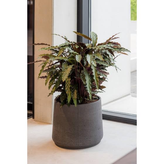 6 Inch Small Chocolate Planter 7 Inch Wide - Lightweight Washed Fiberstone Flower Pot for Indoor & Outdoor Plants - Perfect for Succulents, Herbs & Home Decor by Pottery Pots