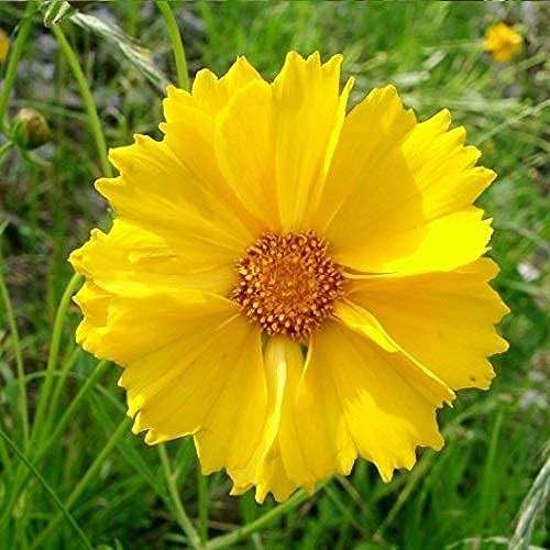 David's Garden Seeds Flower Coreopsis Lance Leaf 200 Non-GMO Heirloom Seeds for Planting - Perennial Wildflower Seeds for Garden, Borders & Cut Flower Arrangements