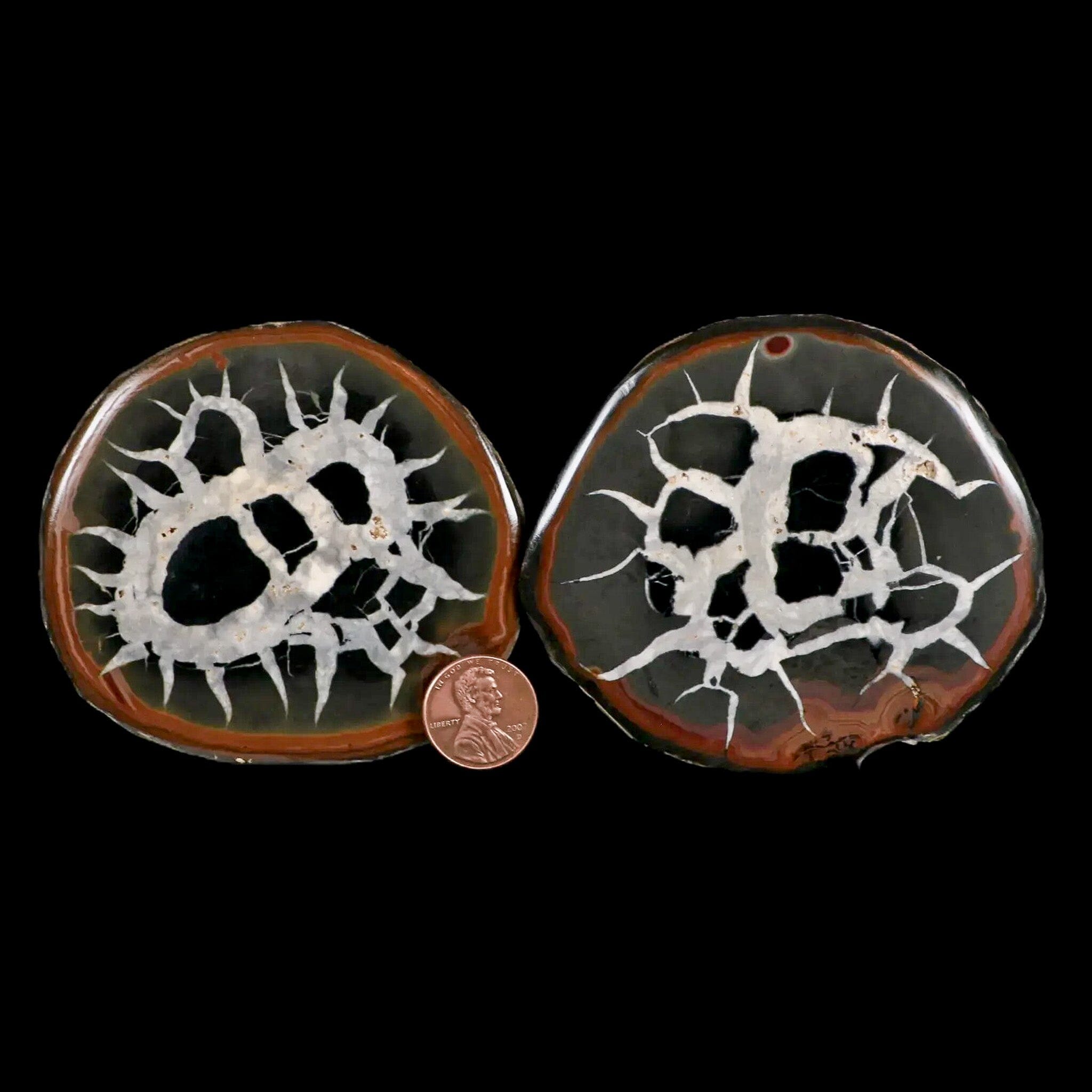 XL 3.3 Septarian Dragon Stone Polished Halves - Rare Nodule Mineral Specimen from Morocco - Perfect for Crystal Healing, Home Decor & Mineral Collection