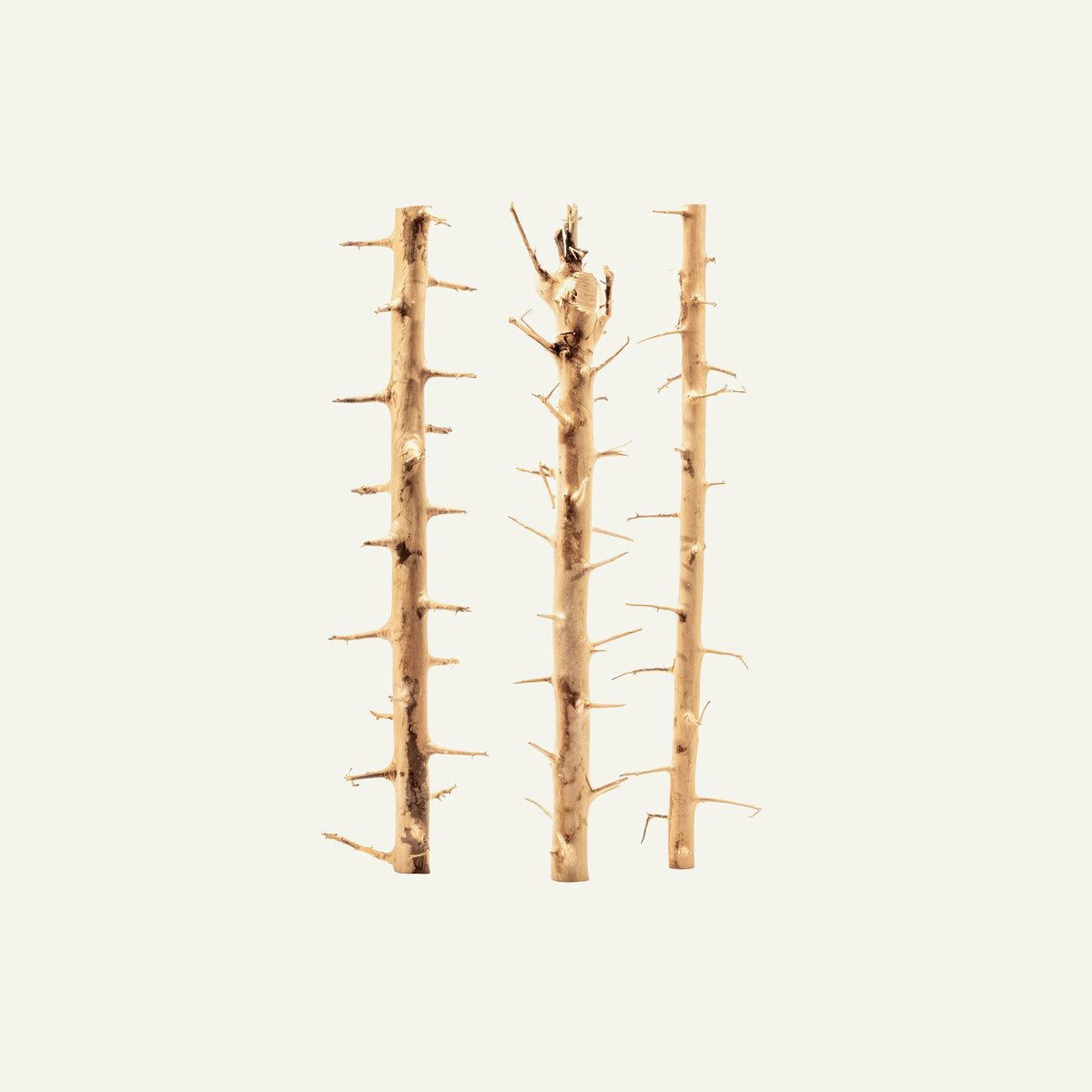 Premium Thorn Wood for DIY Crafts, Home Decor, and Woodworking Projects – Perfect for Rustic Furniture, Wall Art, and Handmade Gifts