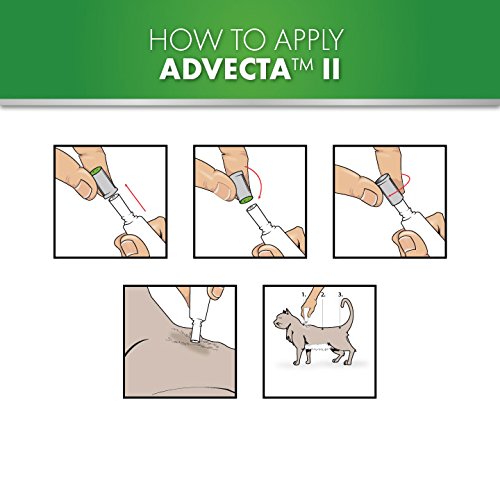 Advecta II Flea Treatment for Cats Over 9 lbs - 4 Month Supply | Fast-Acting Flea Prevention & Control | Indoor & Outdoor Protection for Your Feline