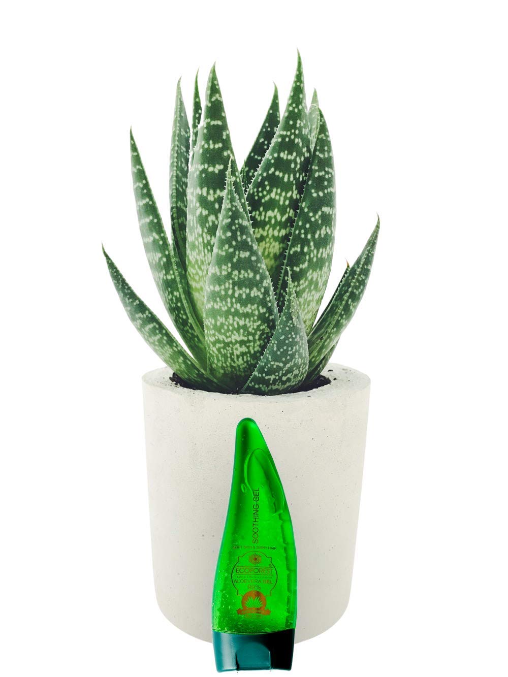 EcoForest 99% Pure Aloe Vera Gel with Vitamin E - Paraben Free, 200ml + 20ml Bonus - Organic Skin & Hair Care for Face, Acne Scars, Sunburn Relief & Daily Moisturizing - Perfect for Sensitive Skin & Natural Hair Treatment