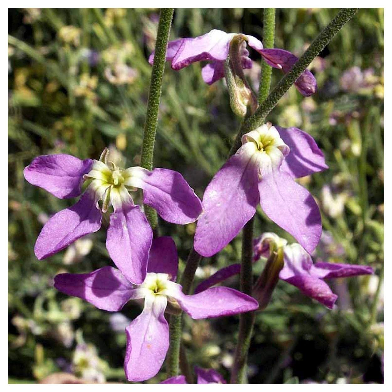 Everwilde Farms - 1 Lb Evening Scented Stock Wildflower Seeds - Gold Vault Pack - Fragrant Garden Flowers for Landscaping, Borders & Cut Flower Arrangements