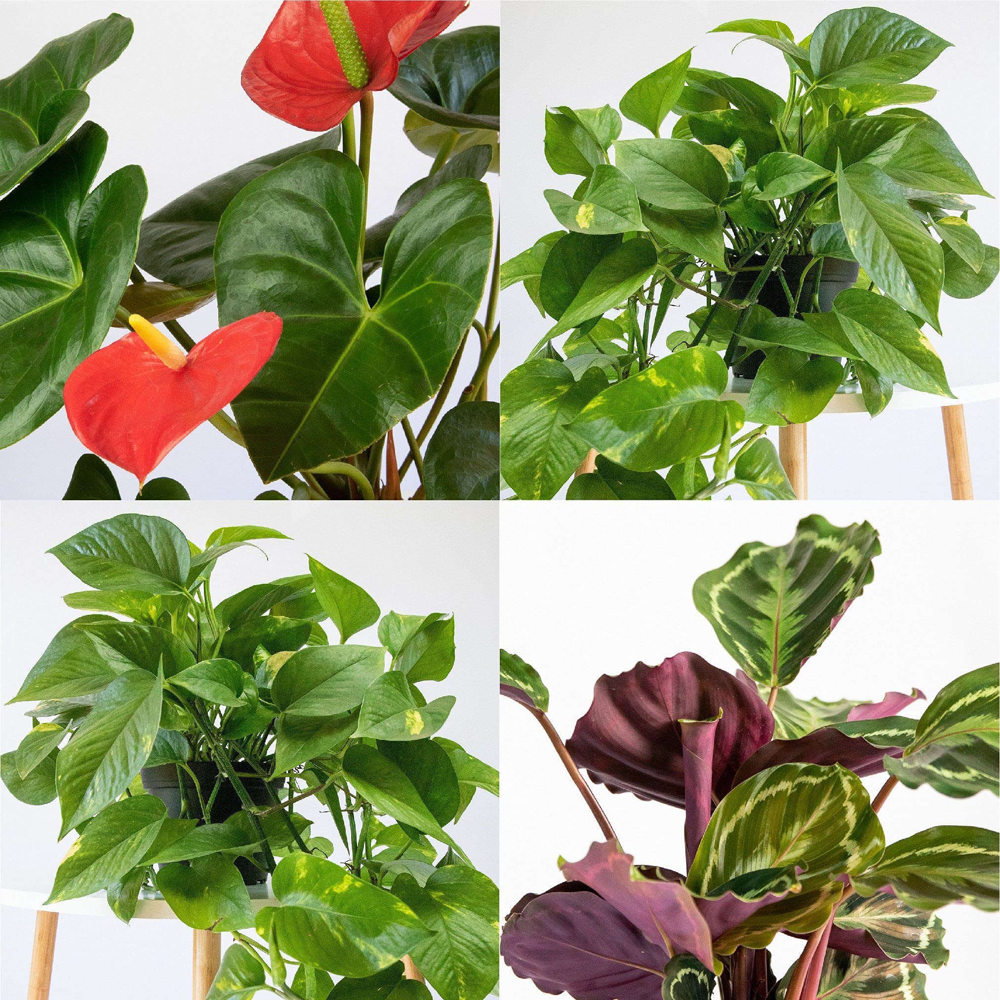 Tropical Vibe Plant Collection - Exotic Indoor & Outdoor Plants for Home Decor, Office, Garden - Perfect for Boho, Coastal, Jungle Themed Spaces