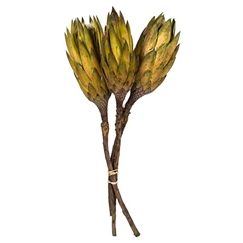 Basil