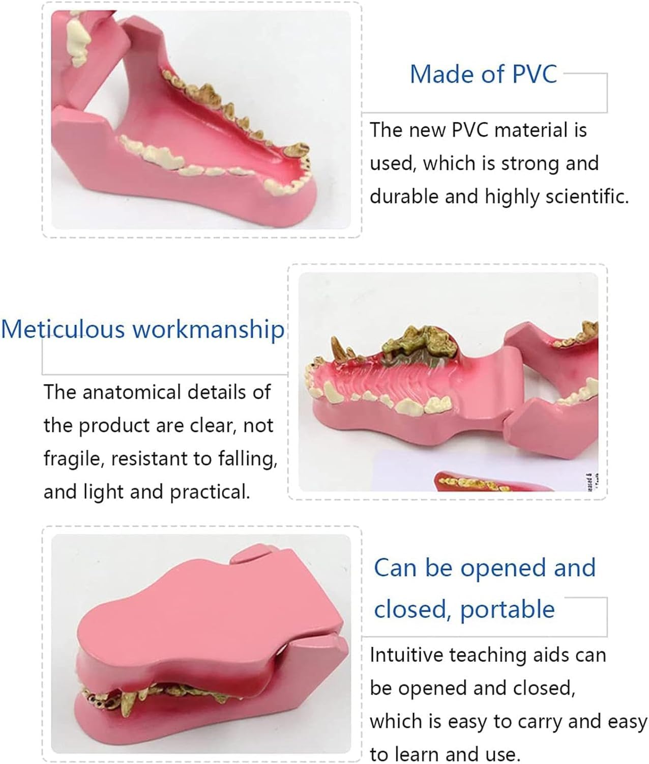 Veterinary Dental Anatomy Model - Canine Teeth & Pathological Dog Tooth Model for Veterinary Learning, Teaching & Education | Ideal for Vet Students, Classrooms & Dental Clinics