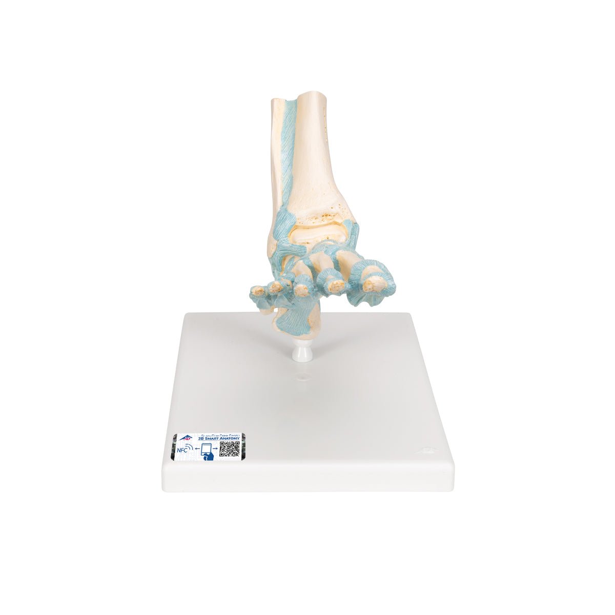 Human Foot Skeleton Model with Ligaments - Anatomical Study Tool for Medical Students, Doctors & Physical Therapists - Perfect for Classroom, Clinic & Home Study