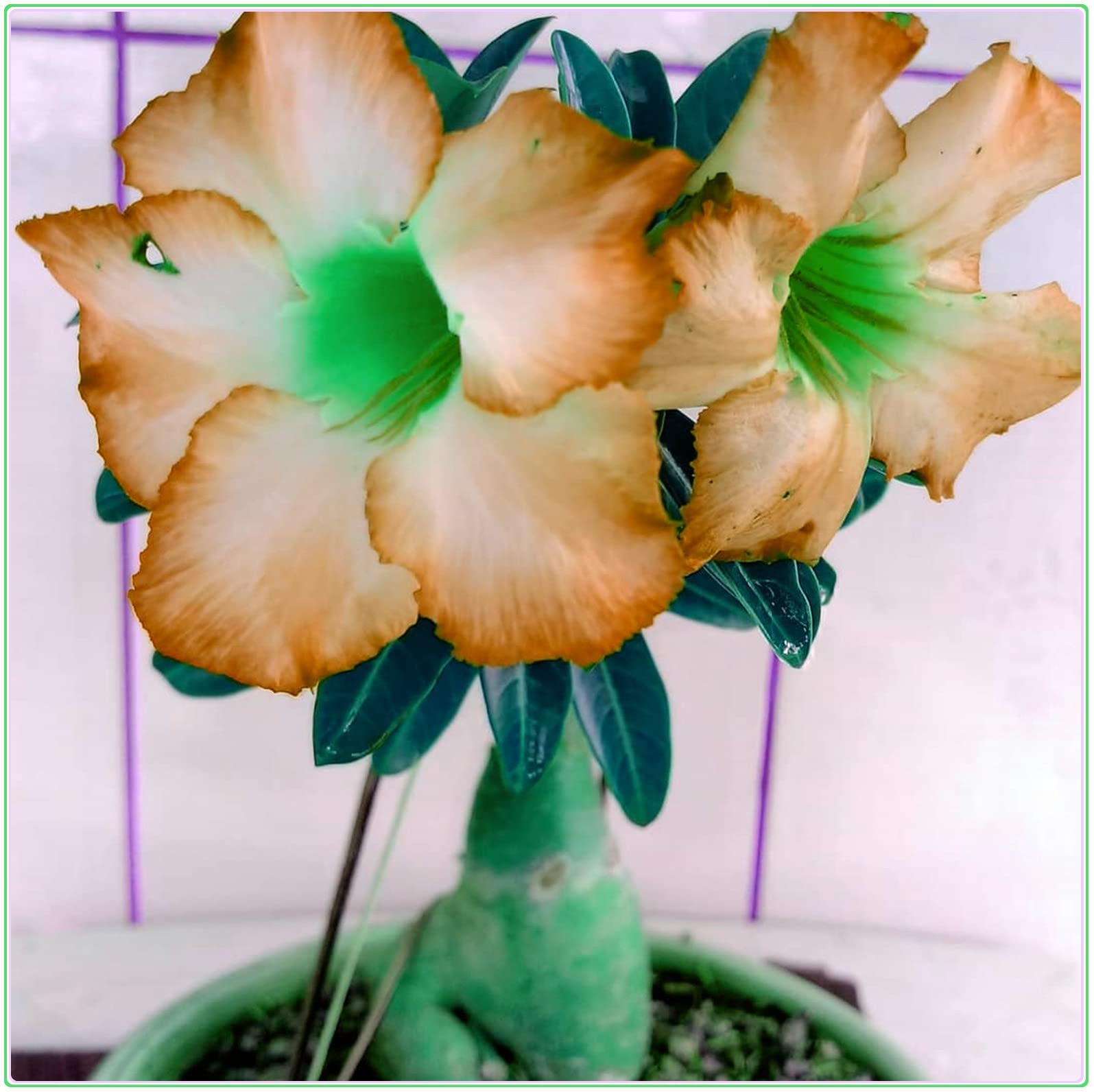 Lucky Desert Rose Bulbs - 3 Pack Perennial Flowering Plants for Pots, Gardens & Landscaping | Easy to Grow, Drought Tolerant Succulent | Perfect for Home Decor, Wedding Centerpieces & Gift Giving