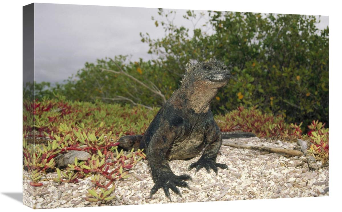 Premium Marine Iguana Male Canvas Art Print - 24x16 Inch Galapagos Wildlife Wall Decor - Academy Bay Ecuador Landscape Photography - Perfect for Living Room, Office & Beach House Decor