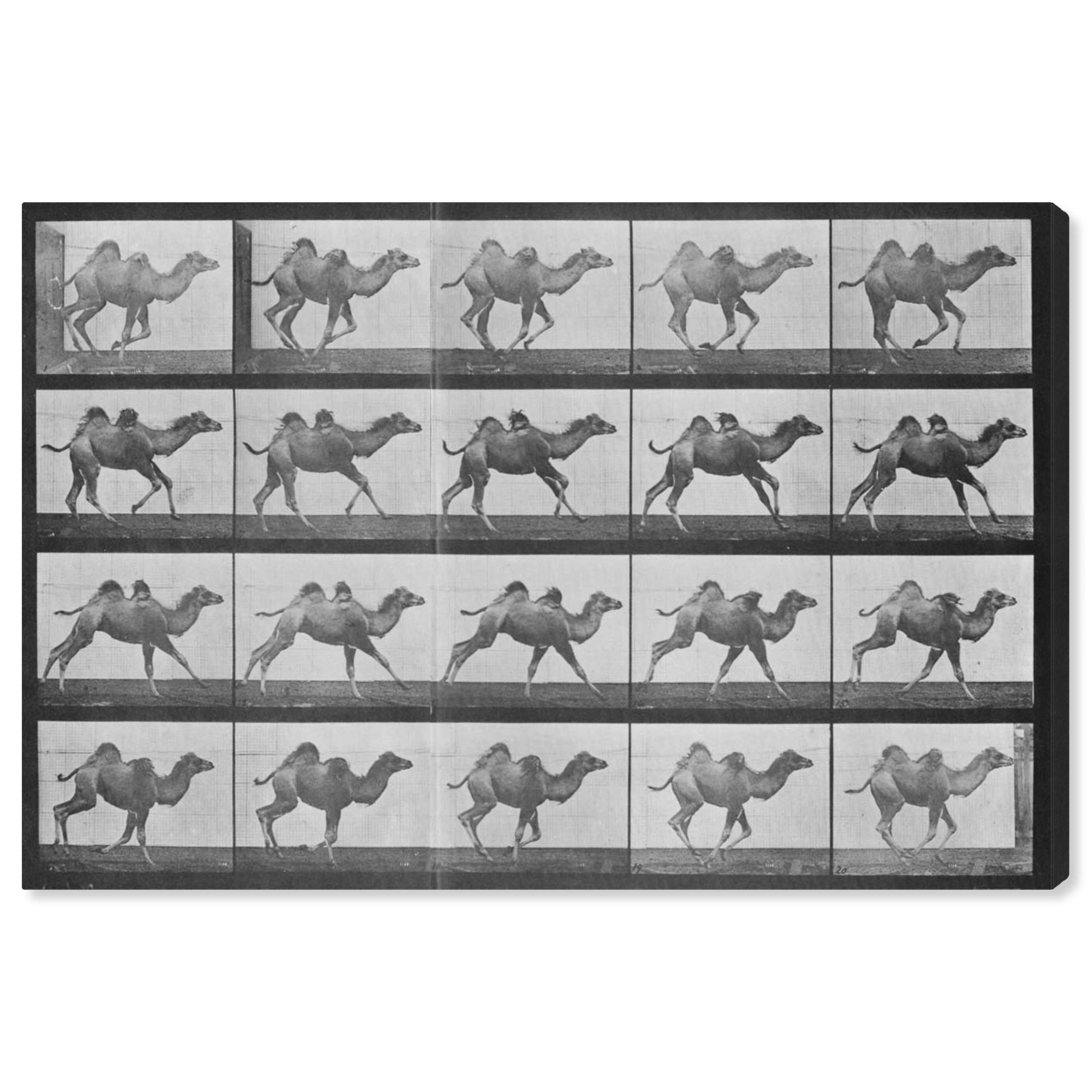 Camels in Motion Wall Art Canvas Print - 15