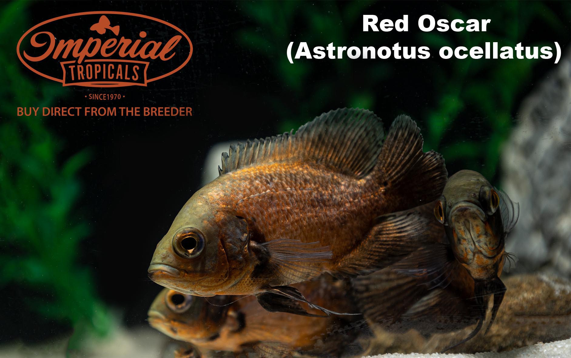 Premium Red Velvet Oscar Fish (Astronotus Ocellatus) - Vibrant Tropical Aquarium Centerpiece for Home & Office Decor