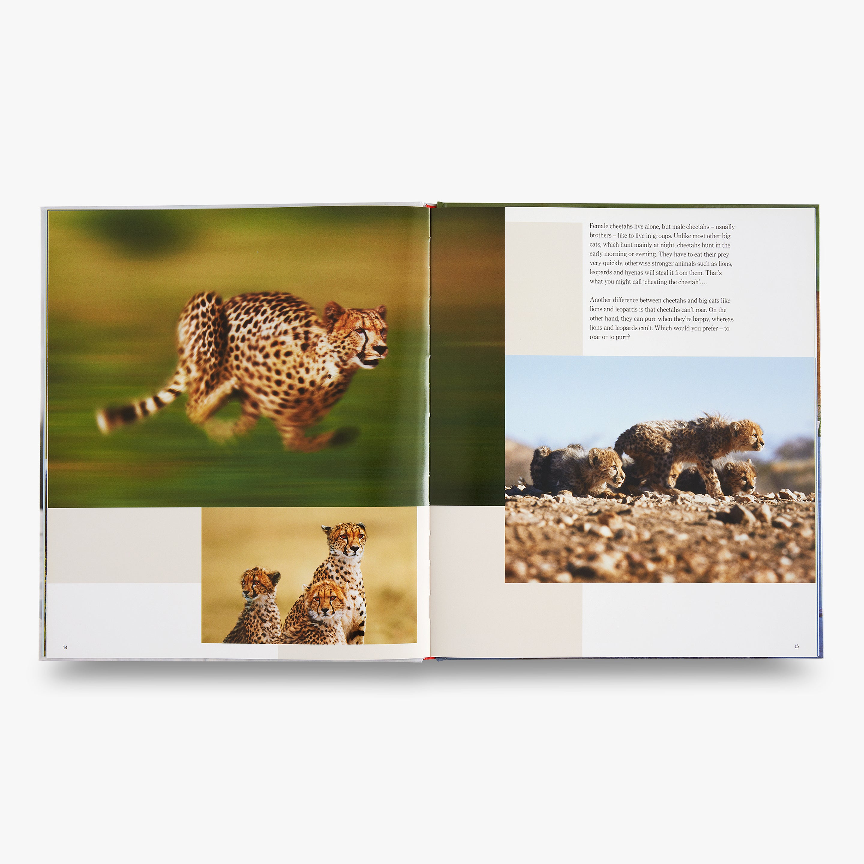 My Favorite Animal Families - Adorable Animal Parents and Babies for Kids Learning and Play | Perfect for Storytime, Gifts, and Educational Fun