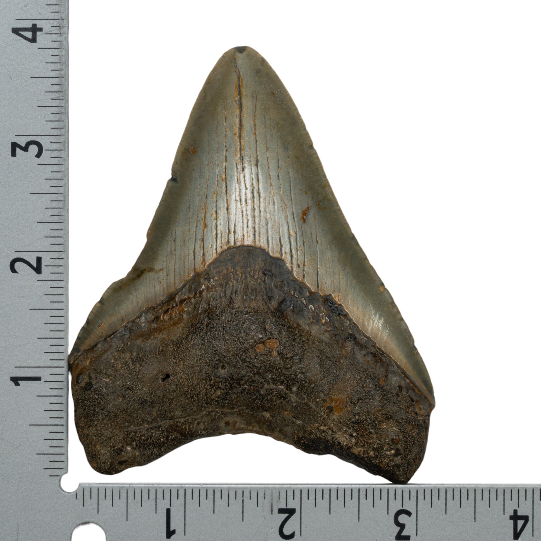 Genuine Megalodon Shark Tooth Fossil - Authentic Collector's Specimen for Display, Education & Paleontology Enthusiasts | Perfect for Home Decor, Classroom & Gift Giving