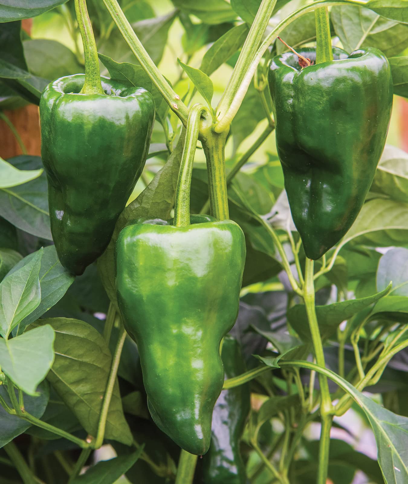 Burpee Poblano (Ancho) Pepper Seeds - 100 Count, Heart-Shaped Dark Green to Red Peppers for Home Gardening, Mexican Cuisine & Salsa Making