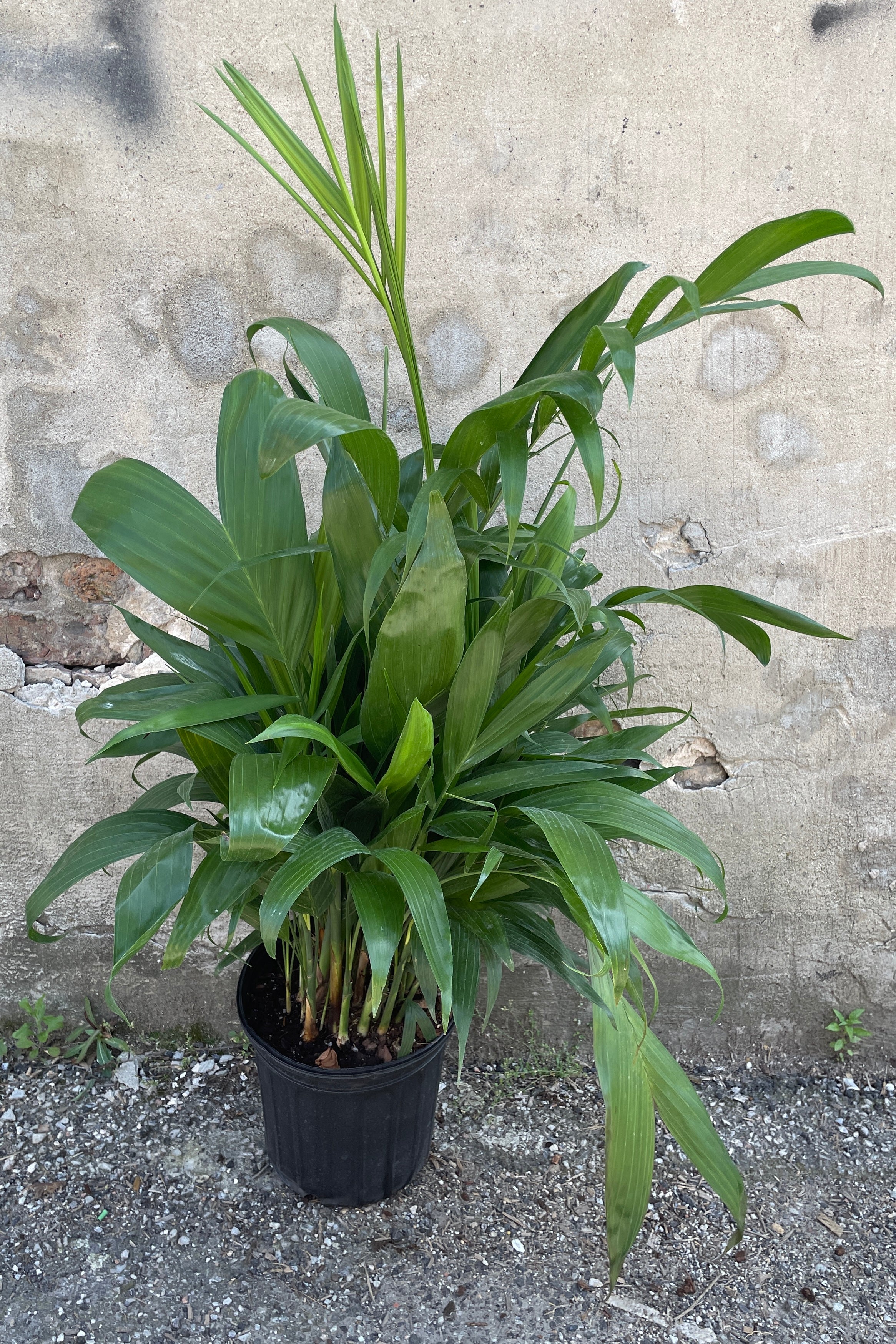Chamaedorea seifrizii Bamboo Palm - 8 Inch Indoor Plant for Home & Office Decor - Perfect for Living Room, Bedroom, or Workspace