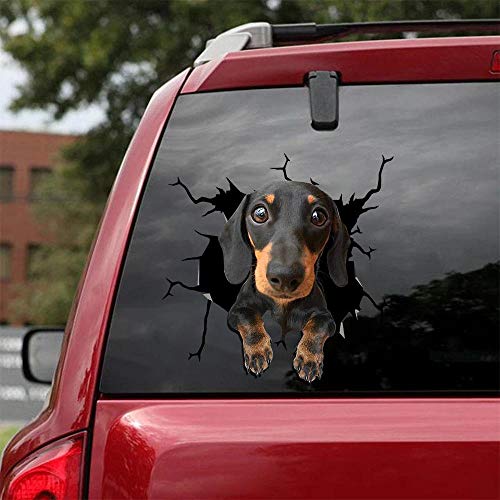 Dachshund B
