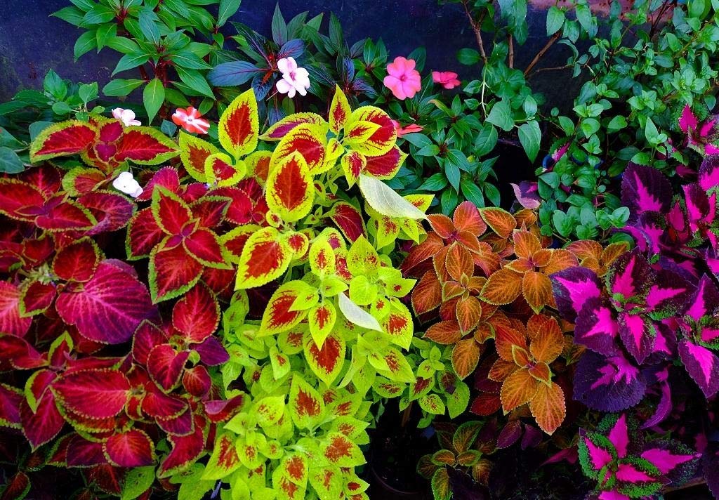 Coleus Blumei Seed Mix - Painted Nettle Non-GMO Flower Seeds (200+ Seeds) for Gardening, Landscaping & Indoor/Outdoor Planting