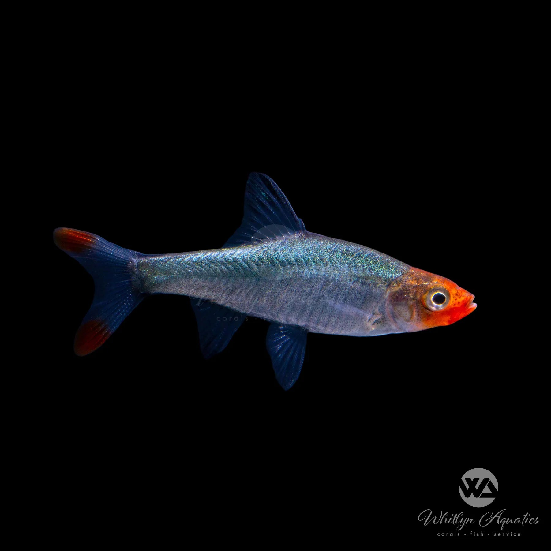 Naked Micro Rasbora (Sawbwa Resplendens) - Live Freshwater Fish for Aquarium & Nano Tank | Perfect for Community Tanks & Planted Aquascapes