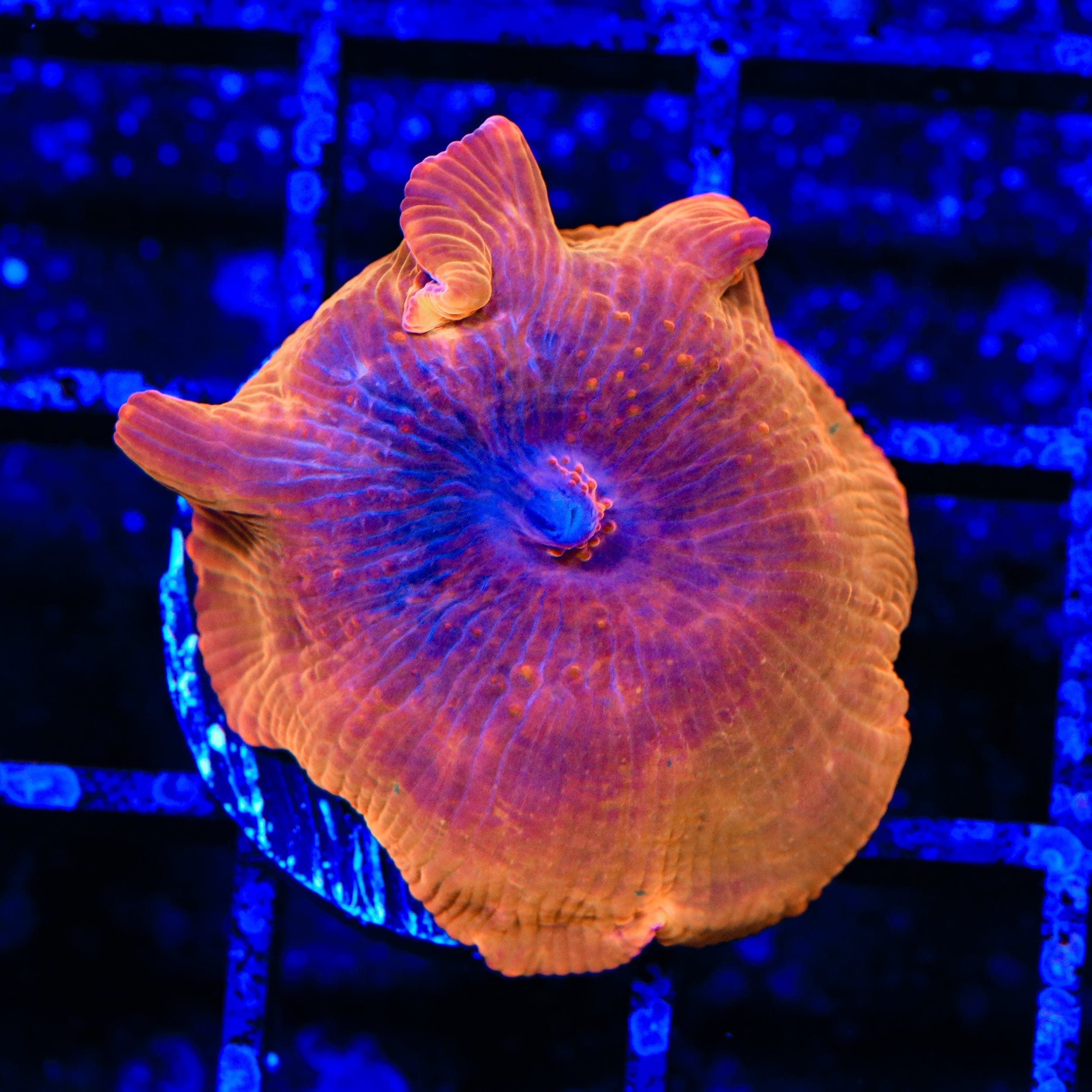 Flaming Mushroom Coral for Saltwater Aquariums - Vibrant Coral for Reef Tanks & Marine Aquascaping