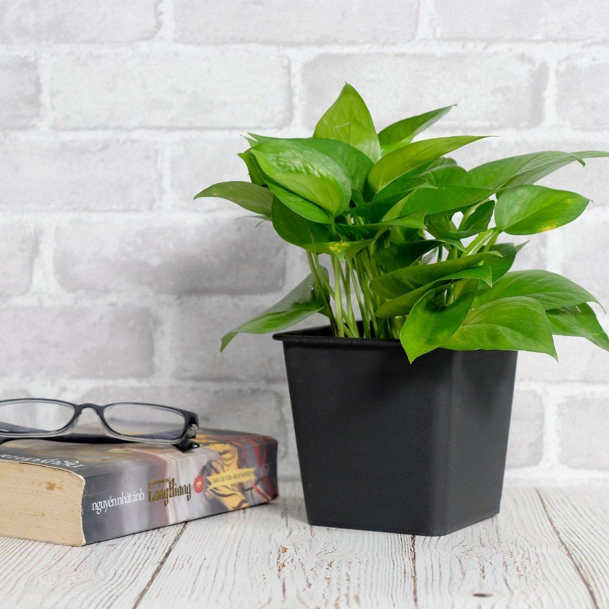 Catleza 5-Pack Plastic Plant Pots for Nursery & Garden with Drainage Holes - Ideal for Indoor Plants, Succulents, Herbs & Seedlings
