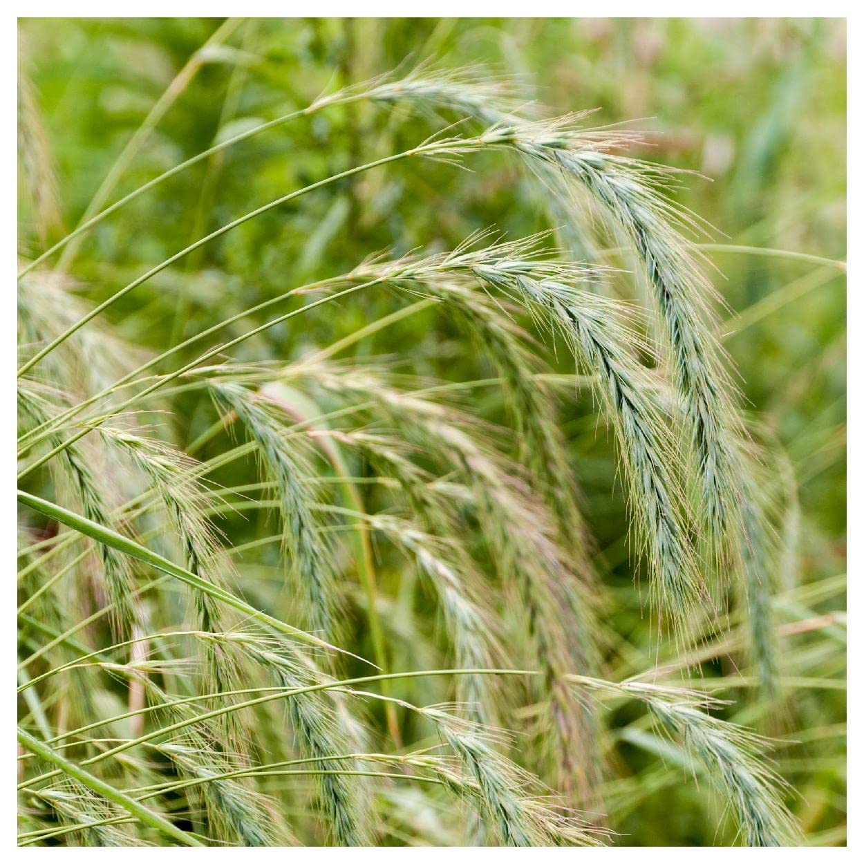 500 Canada Wild Rye Native Grass Seeds - Everwilde Farms Gold Vault Jumbo Seed Packet for Landscaping, Erosion Control & Wildlife Habitat