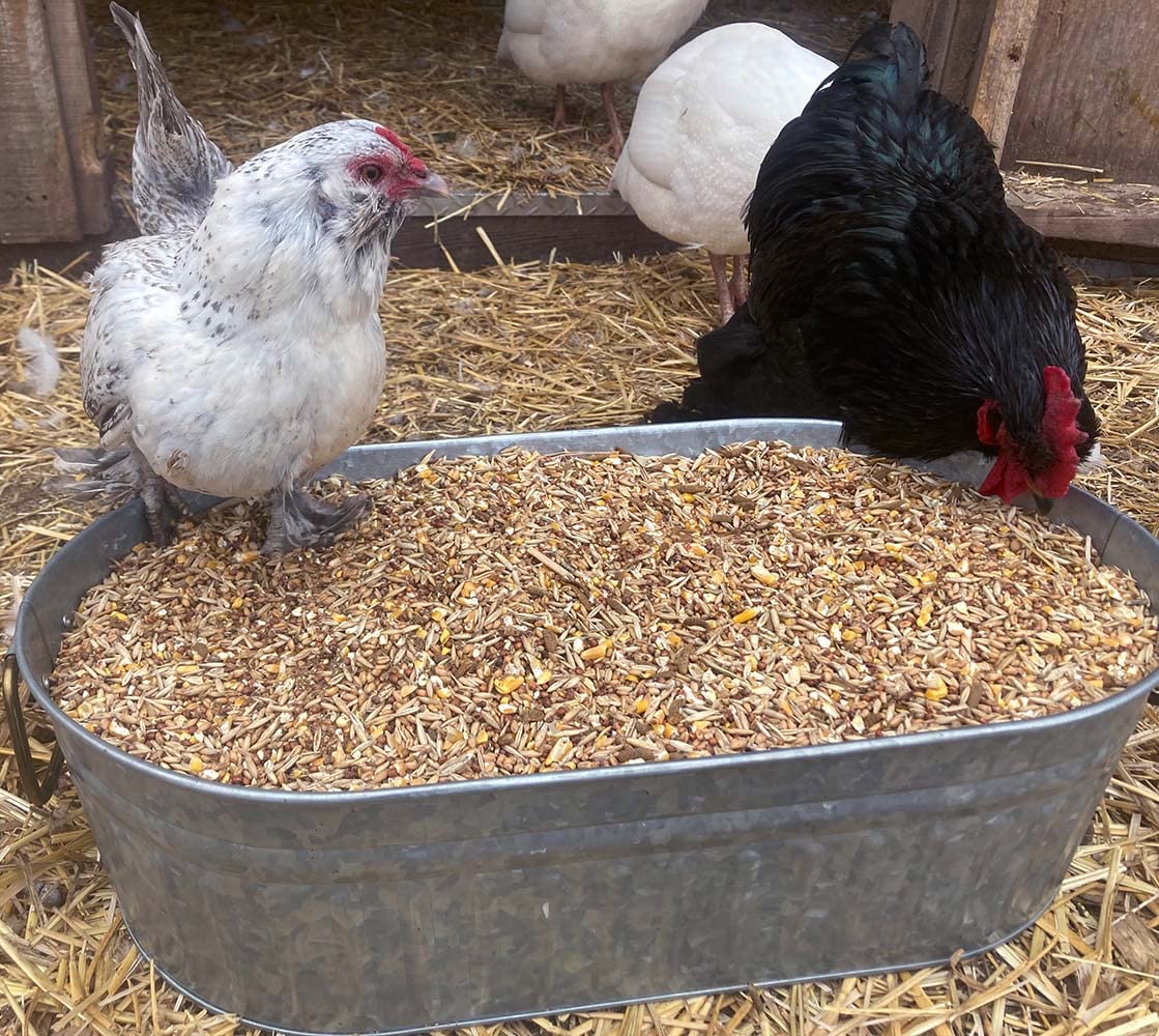 Premium All-Natural Chicken Feed for Laying Hens - High Protein & Calcium Backyard Chicken Scratch Treat - Pampered Chicken Mama Grower Feed Supplies (10lb) - Ideal for Organic Egg Production & Healthy Poultry Nutrition