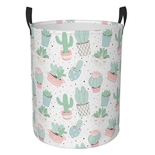 Cacti Succulents
