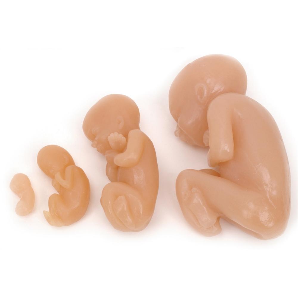 4-Piece Fetal Model Set - Anatomical Beige Fetus Models for Medical Education, Nursing Training & Science Classroom Demonstrations