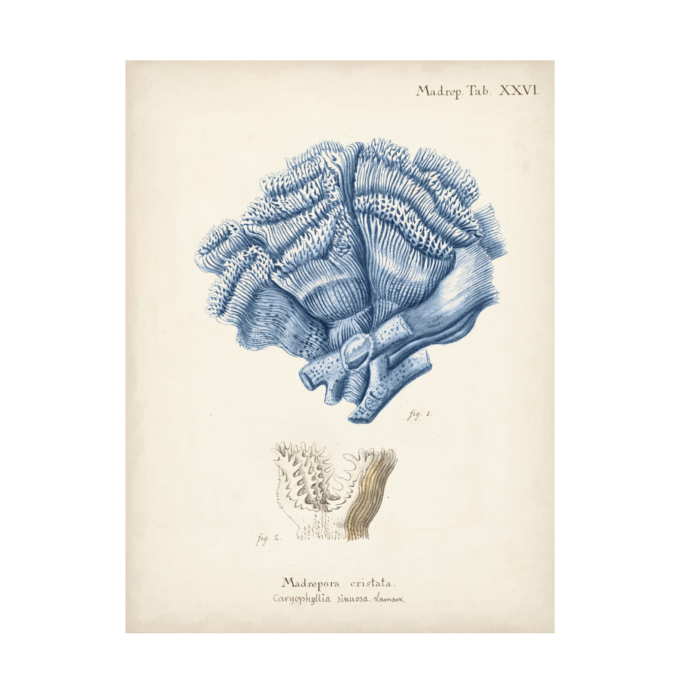 Trademark Fine Art 'Antique Coral in Navy II' Canvas Wall Art Print by Johann Esper - Perfect for Living Room, Bedroom & Office Decor