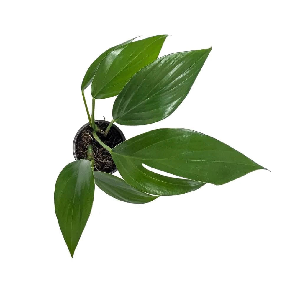 Rhaphidophora Decursiva - Dragon Tail Plant for Indoor Home & Office Decor - Perfect for Living Rooms, Bedrooms, and Workspaces