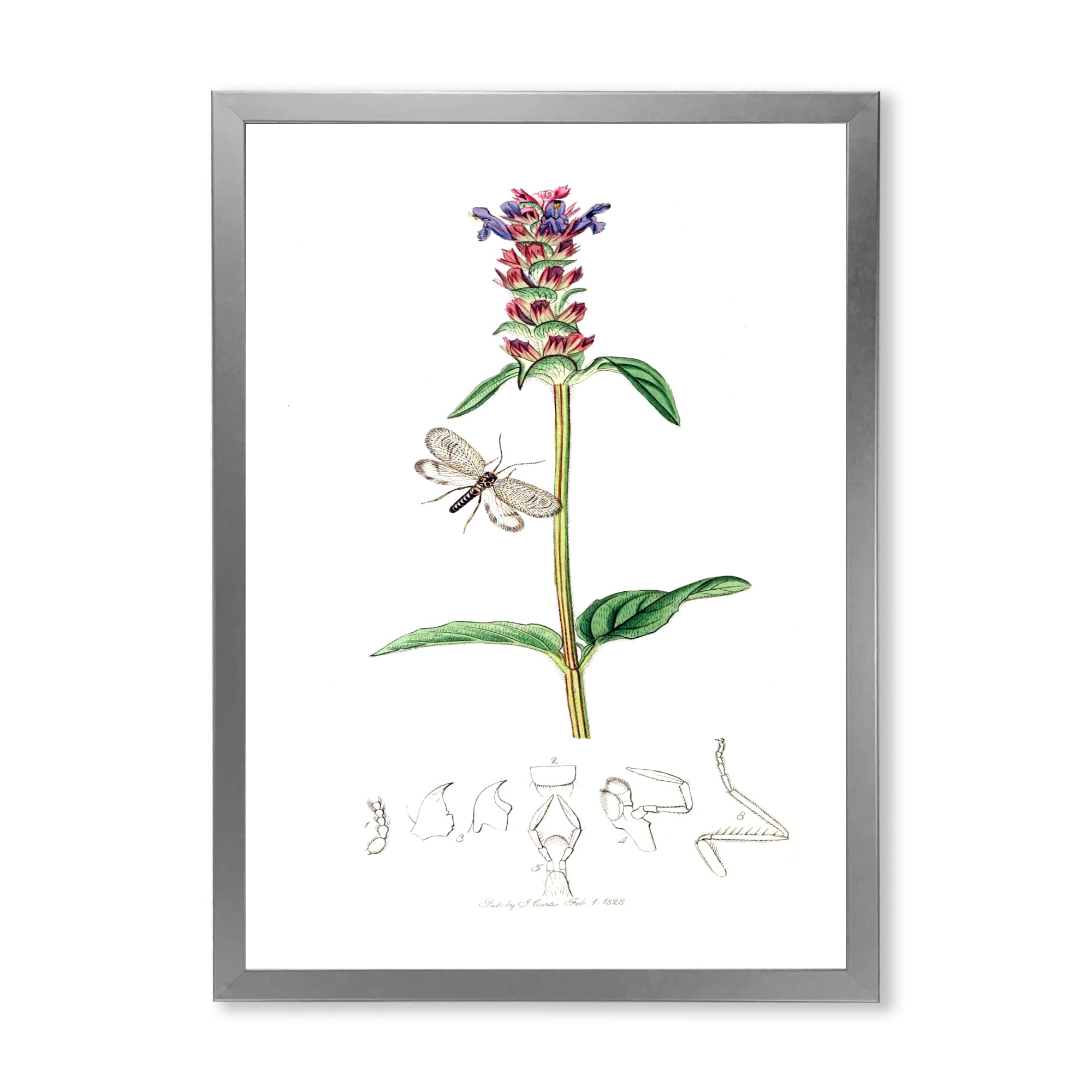 Vintage Insects and Plants II Framed Wall Art - Botanical & Entomology Decor for Farmhouse, Cottage, or Nature-Themed Living Room, Bedroom, Office