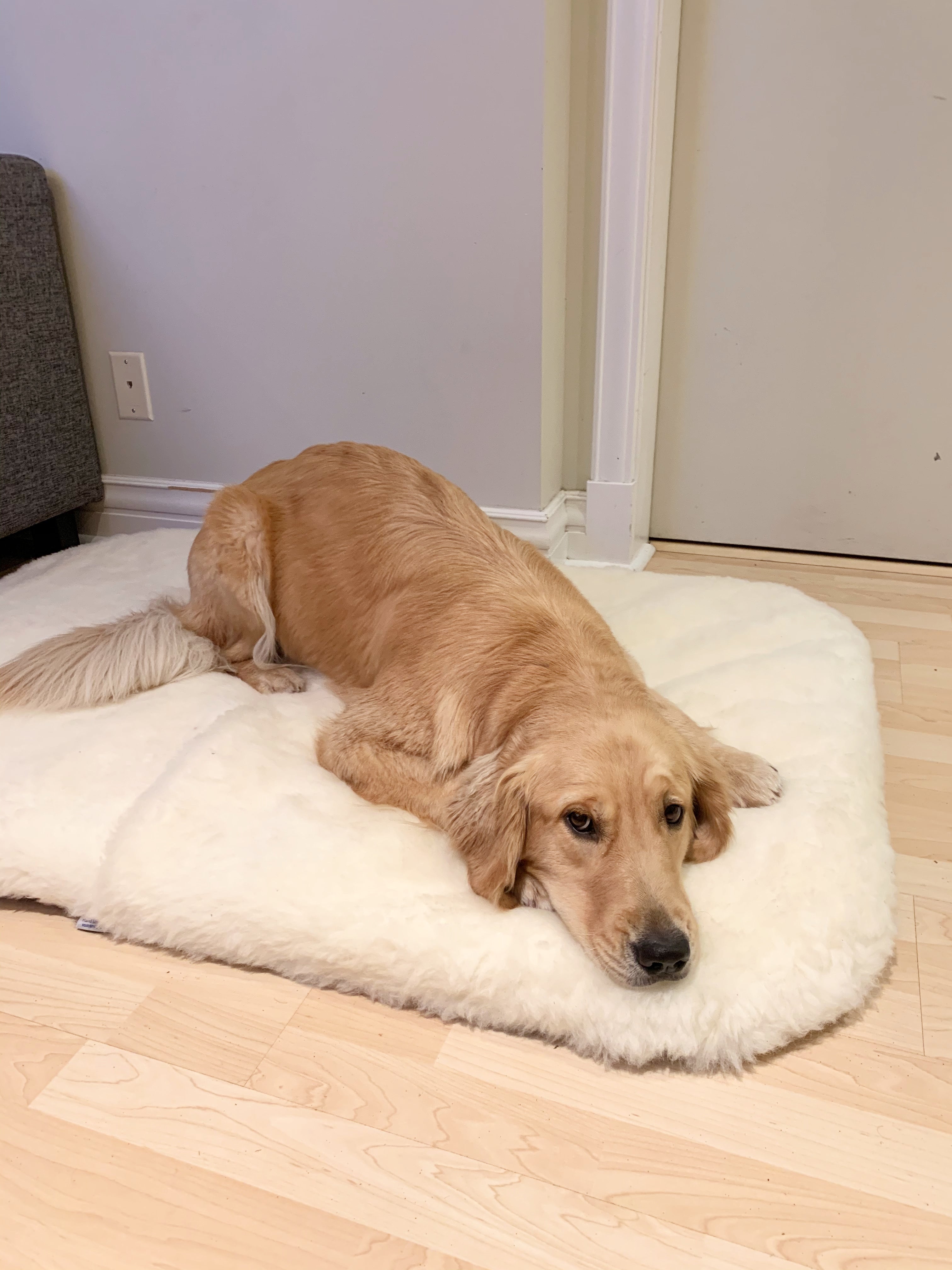 Premium Sheep Wool Pet Beds for Dogs & Cats - Soft & Hypoallergenic - Cozy Orthopedic Support for Indoor/Outdoor Use - Perfect for Beds, Couches & Travel