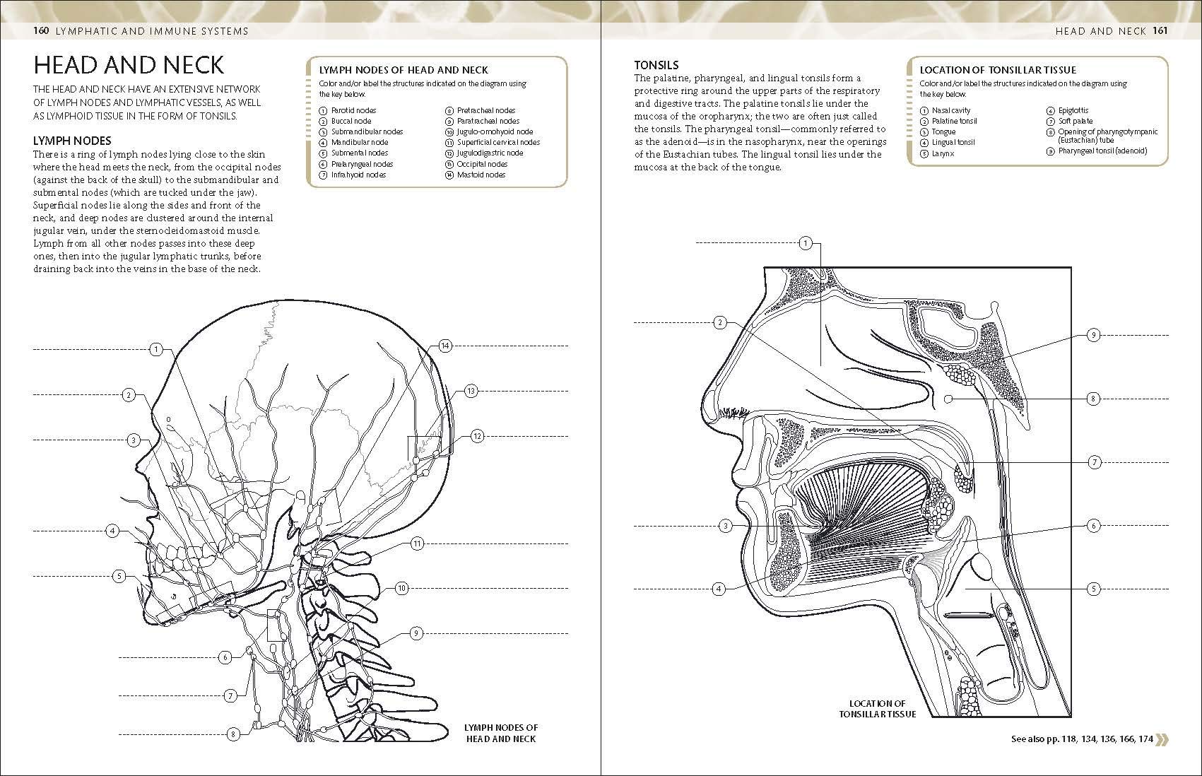 **The Human Body Coloring Book: Ultimate Anatomy Study Guide for Medical Students & Artists – Perfect for Learning & Relaxation (DK Human Body Guides)**