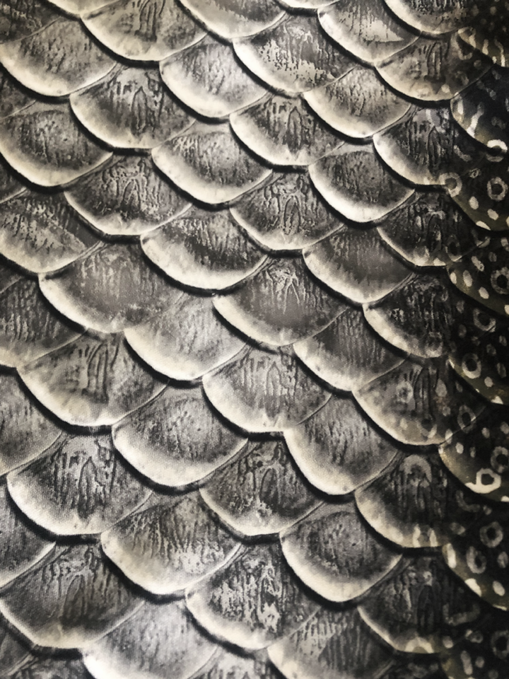 XL Eagle Ray GalleryTail - Premium Quality Stingray Tail for Home Decor & Marine Life Enthusiasts | Perfect for Beach House, Aquarium, or Ocean-Themed Decor
