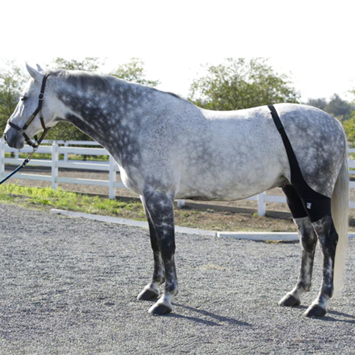 Ice Horse Stifle Wrap for Horses - Support & Protection for Joint Pain Relief - Ideal for Training, Riding & Recovery