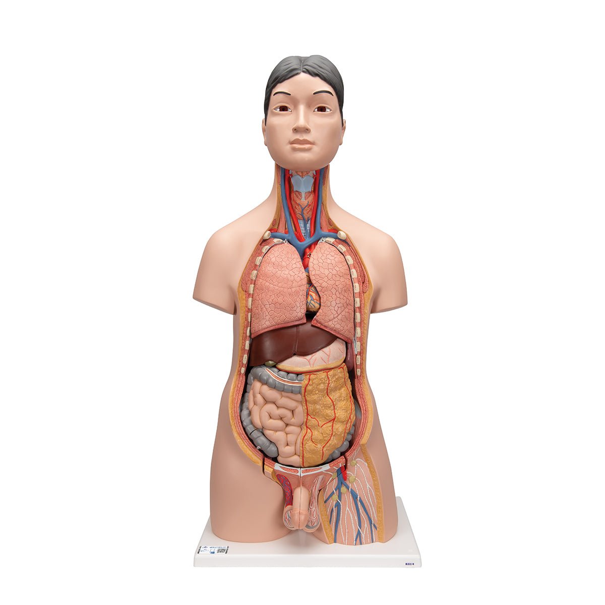 Premium 18-Part Dual Gender Human Torso Model - Detailed Anatomical Study Tool for Medical Students & Professionals | Perfect for Classroom, Lab & Healthcare Training