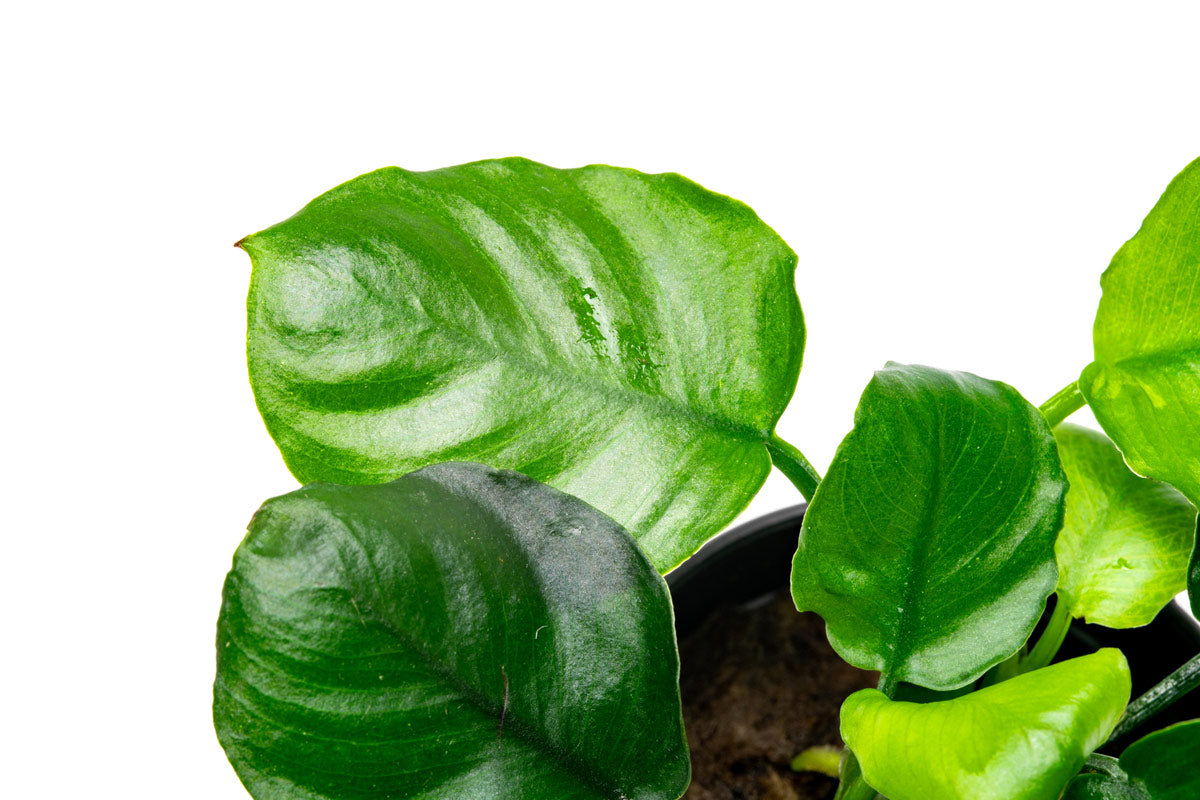 Anubias Round Leaf Golden Coin - Live Aquarium Plant for Fish Tanks, Aquascaping & Low Light Aquariums - Perfect for Beginners & Shrimp Tanks