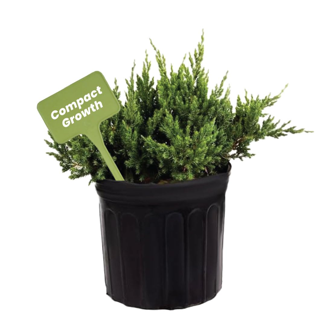 American Plant Exchange Live Parsoni Juniper Bonsai Tree - 10 Inch Indoor/Outdoor Potted Plant for Home, Office, Garden Decor - Perfect for Zen Gardens, Balconies & Landscaping