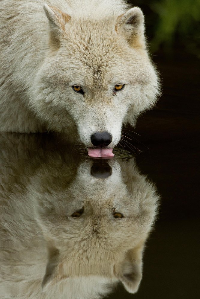Wolf Drinking - 12x18 Gallery Quality Metal Wall Art, Aluminum Home Decor for Living Room, Bedroom & Office - Nature Inspired Wildlife Artwork