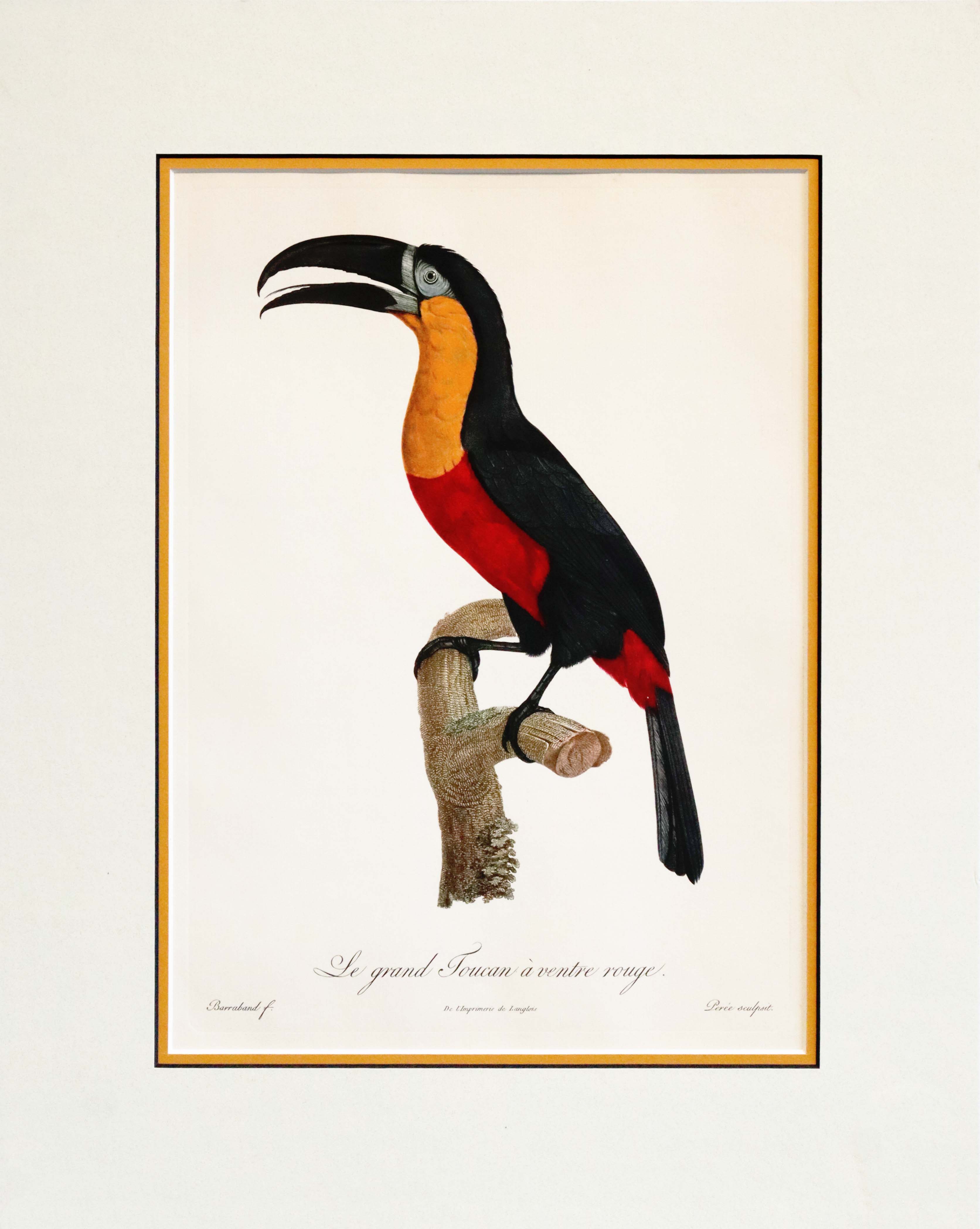 Vintage 1960s French Bird Art Print - Jacques Barraband Grand Toucan a Ventre Rouge (Large Red-Chested Toucan) - Tropical Home Decor & Bird Lover Gift