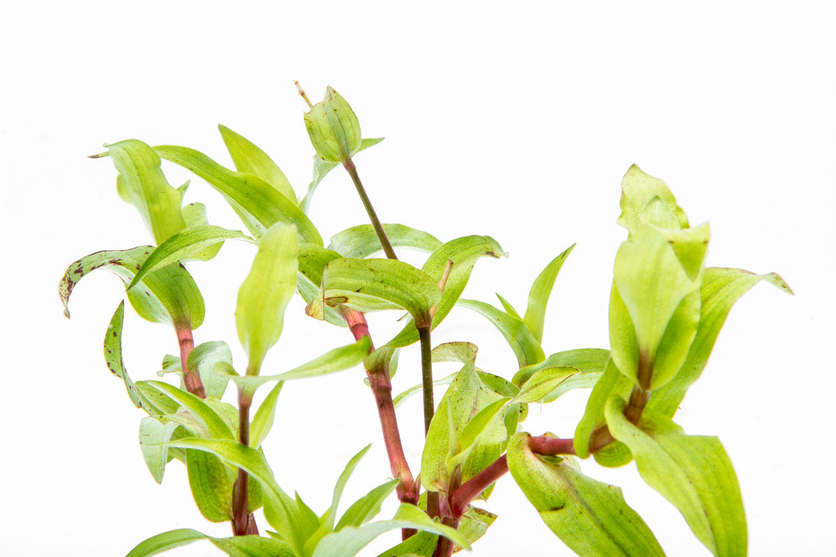 Murdannia Green Live Plant - Low Maintenance Indoor Houseplant for Home & Office Decor | Perfect for Terrariums, Tabletop Displays & Air Purification