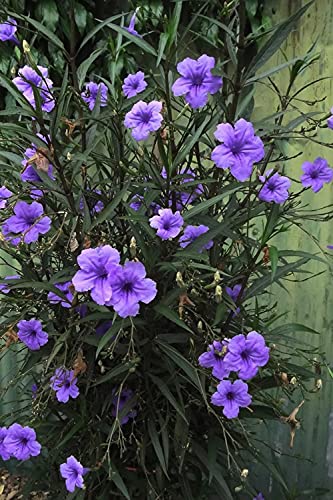 6 Mexican Petunia Plants - Ruellia Brittoniana Purple Flowering Perennial | Well-Rooted Live Ornamental Plants for Garden Borders, Landscaping & Container Gardening