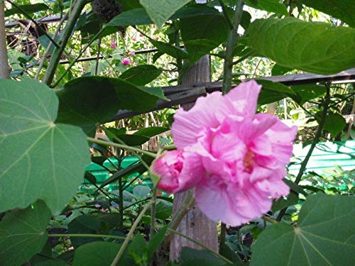 Confederate Rose Seeds - Double Pink Hibiscus Mutabilis (100 Seeds) - Beautiful & Hardy Perennial Flower for Gardens, Landscaping & Pollinator-Friendly Yards