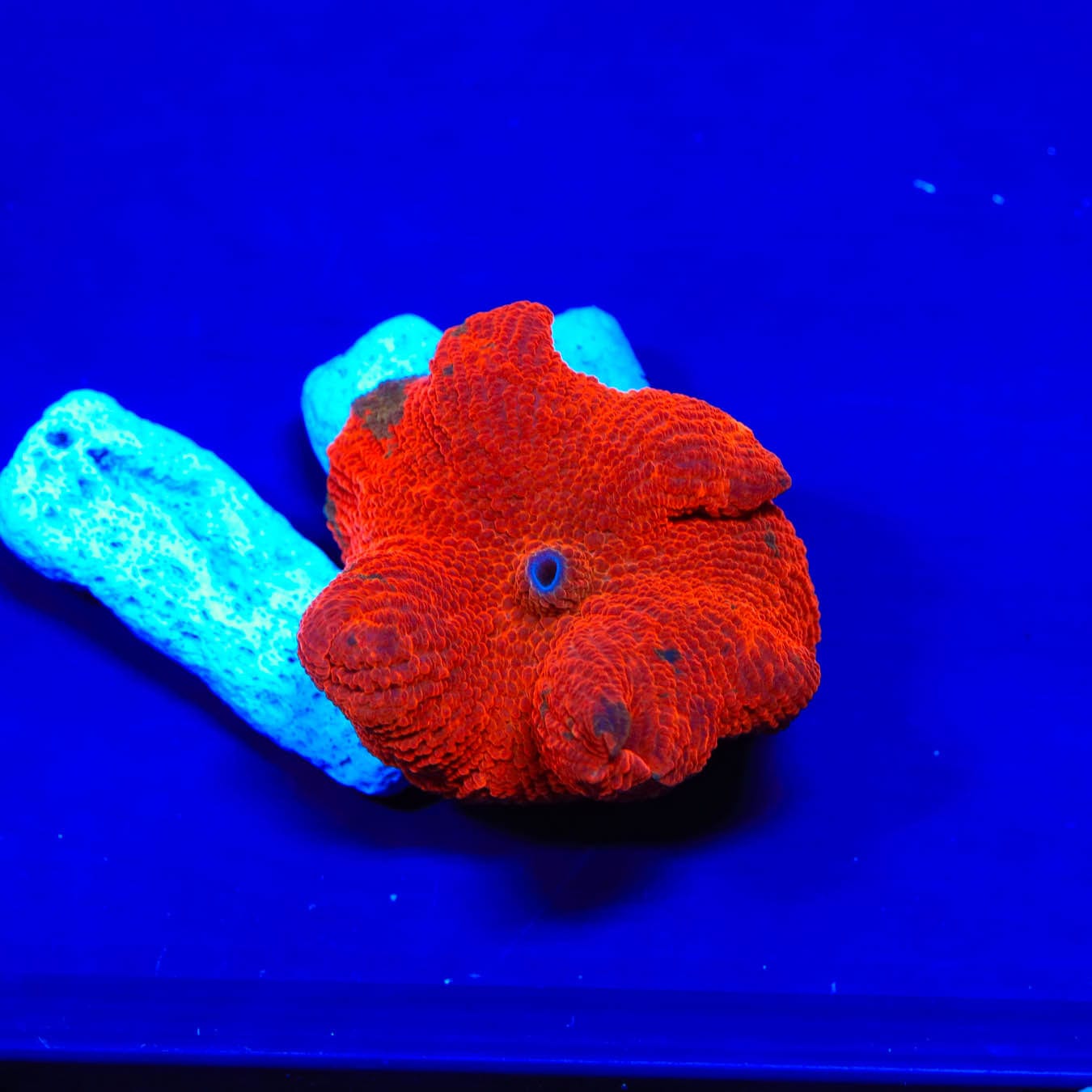 Candy Crush Mushroom Coral - Vibrant Aquarium Decor for Saltwater Reef Tanks | Perfect for Marine Life Enthusiasts & Coral Reef Displays